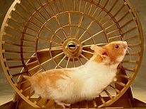 Roda Para Hamster